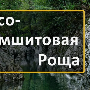 Видео - Тисо-самшитовая роща в Сочи